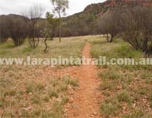 Section 2 Larapinta Trail