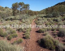 Section 7 Larapinta Trail