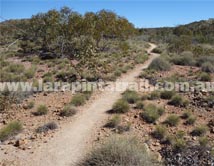 Section 8 Larapinta Trail