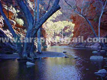 Section 8 Larapinta Trail